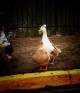 My favorite duck at the pint near my apartments, Moe :)